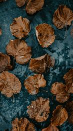 Autumn Showers: Raindrops on Fall Leaves Mobile Wallpaper