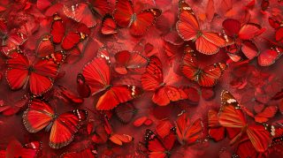 Crimson Beauty: Red Butterflies Desktop Wallpaper