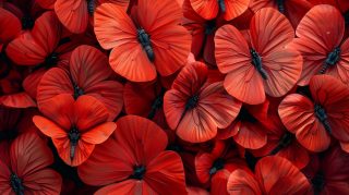 Scarlet Grace: Red Butterflies HD Wallpaper