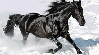 Cyber Horse: AI-Enhanced Digital Background in HD