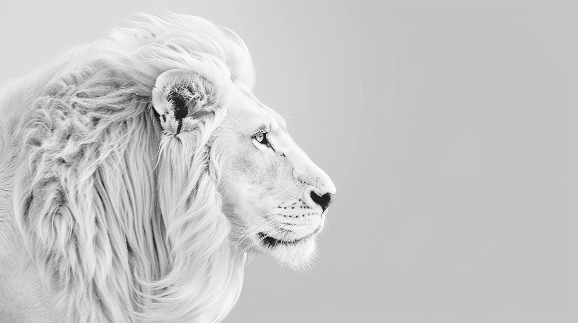 Majestic White Lion in 4k HD Wallpaper