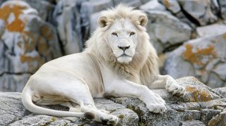 Regal White Lion in Ultra HD Wallpaper