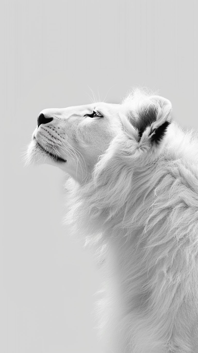 Serene White Lion Resting