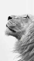 Snowy Majesty: White Lion Portrait