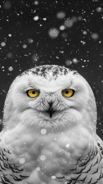 White Owl Mobile Wallpaper: HD for iPhone