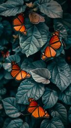 Tranquil Butterfly Lock Screen Background