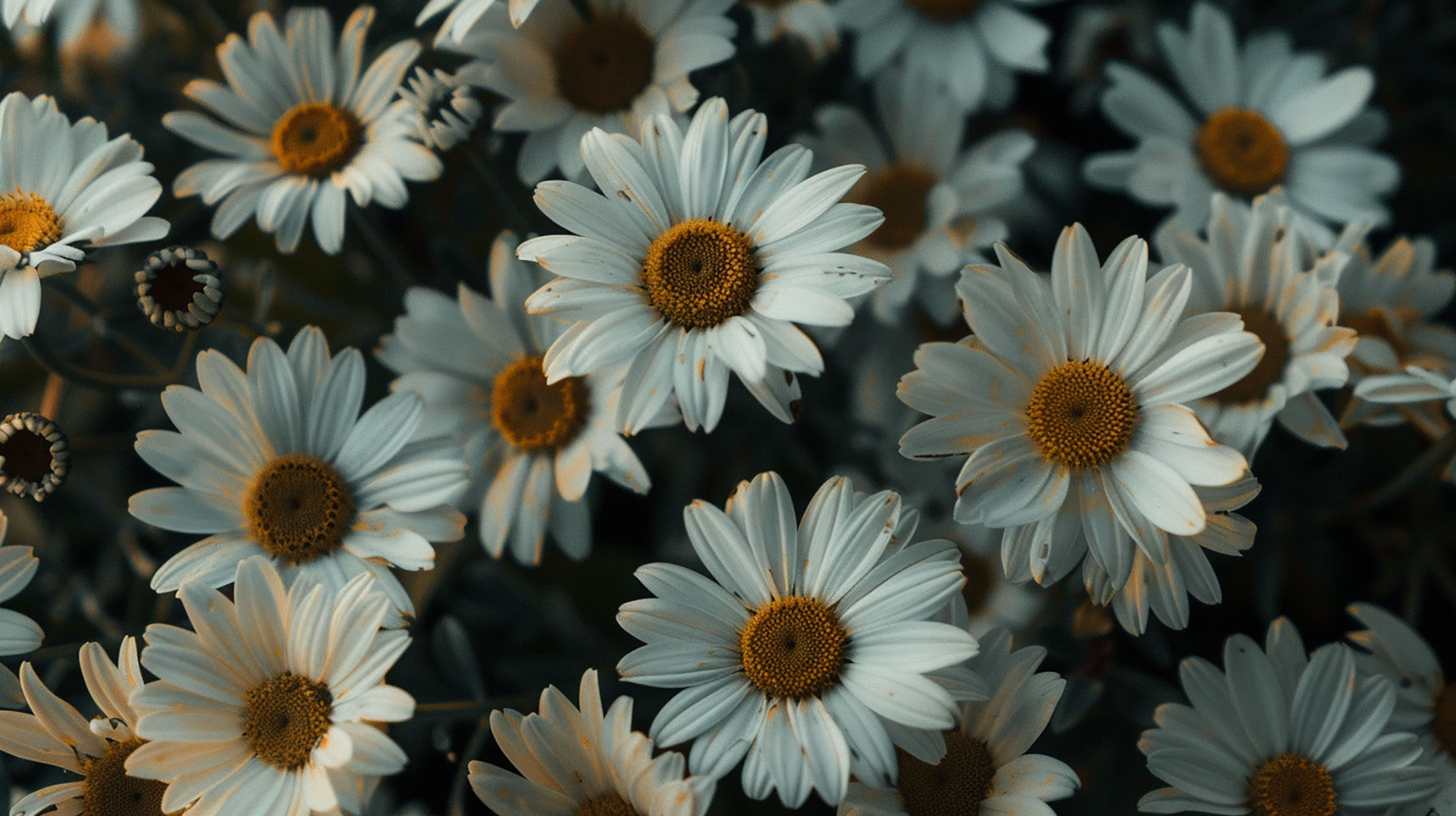 Whimsical Daisy AI Wallpaper Wonders