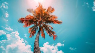 Aesthetic Palm Tree AI Wallpaper for Desktop Zen