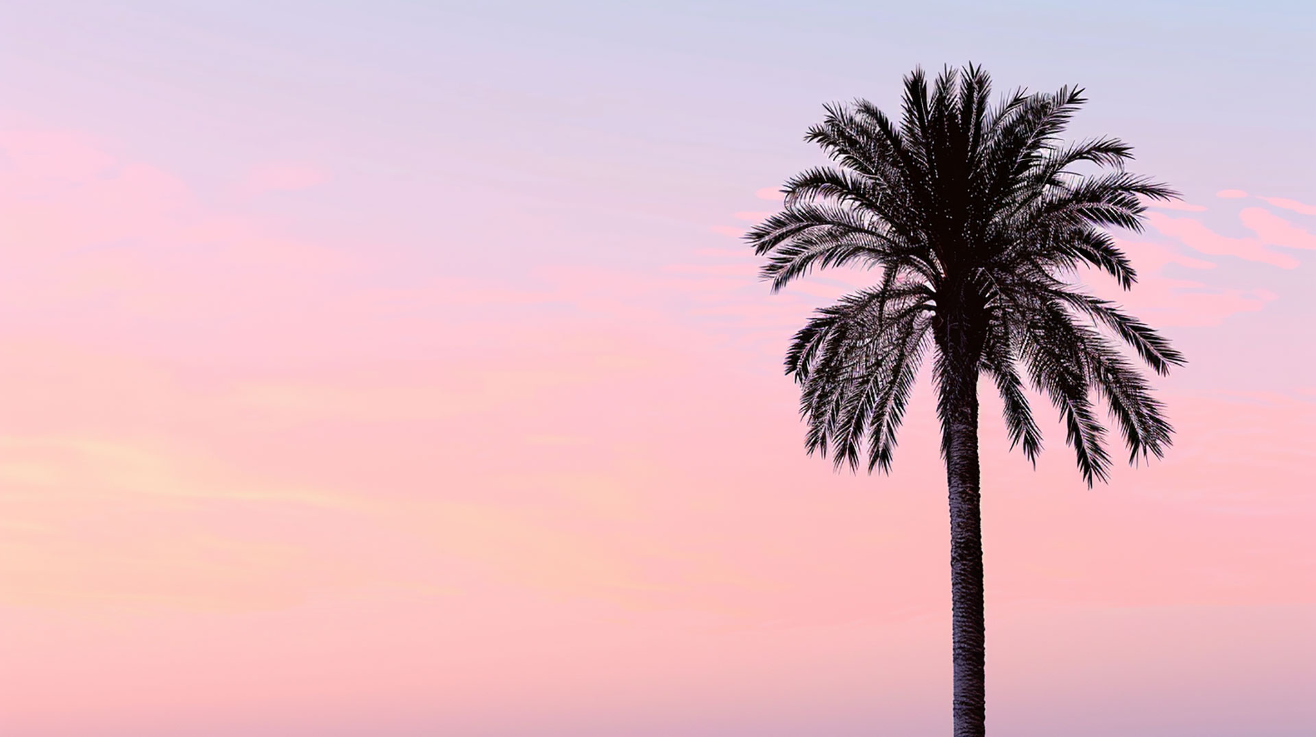 Modern Aesthetic Palm Tree Digital Background in HD