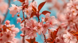 High-Resolution Anime Cherry Blossom Desktop Backgrounds