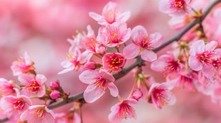 Stunning HD Cherry Blossom AI Desktop Background