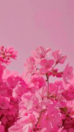 Beautiful Aesthetic Cherry Blossom Wallpaper for Samsung