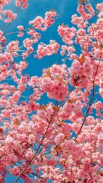 Free 4K Cherry Blossom Wallpaper for Mobile Devices