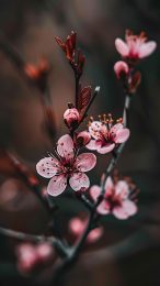 Stunning 4K Cherry Blossom iPhone Wallpapers