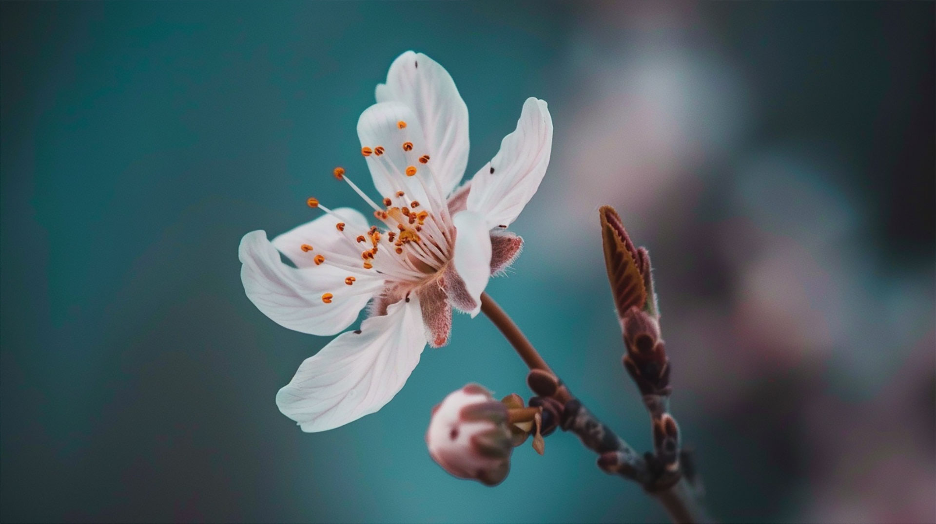 8K Aesthetic Cherry Blossom Laptop Wallpaper Downloads