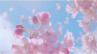 Free Aesthetic Cherry Blossom Laptop Wallpapers in HD