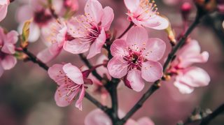 Beautiful Cherry Blossom Aesthetic Laptop Wallpapers