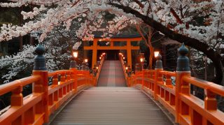 4K Aesthetic Japanese Cherry Blossom Night Wallpapers