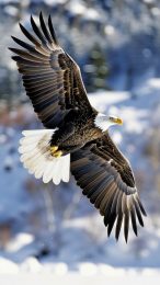 Freedom Wings: HD American Eagle Wallpaper