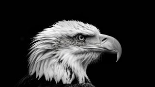 Bald Eagle Perched: AI Ultra HD Wallpaper