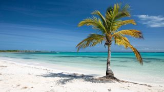 Seaside Serenity: Palm Tree Desktop Background