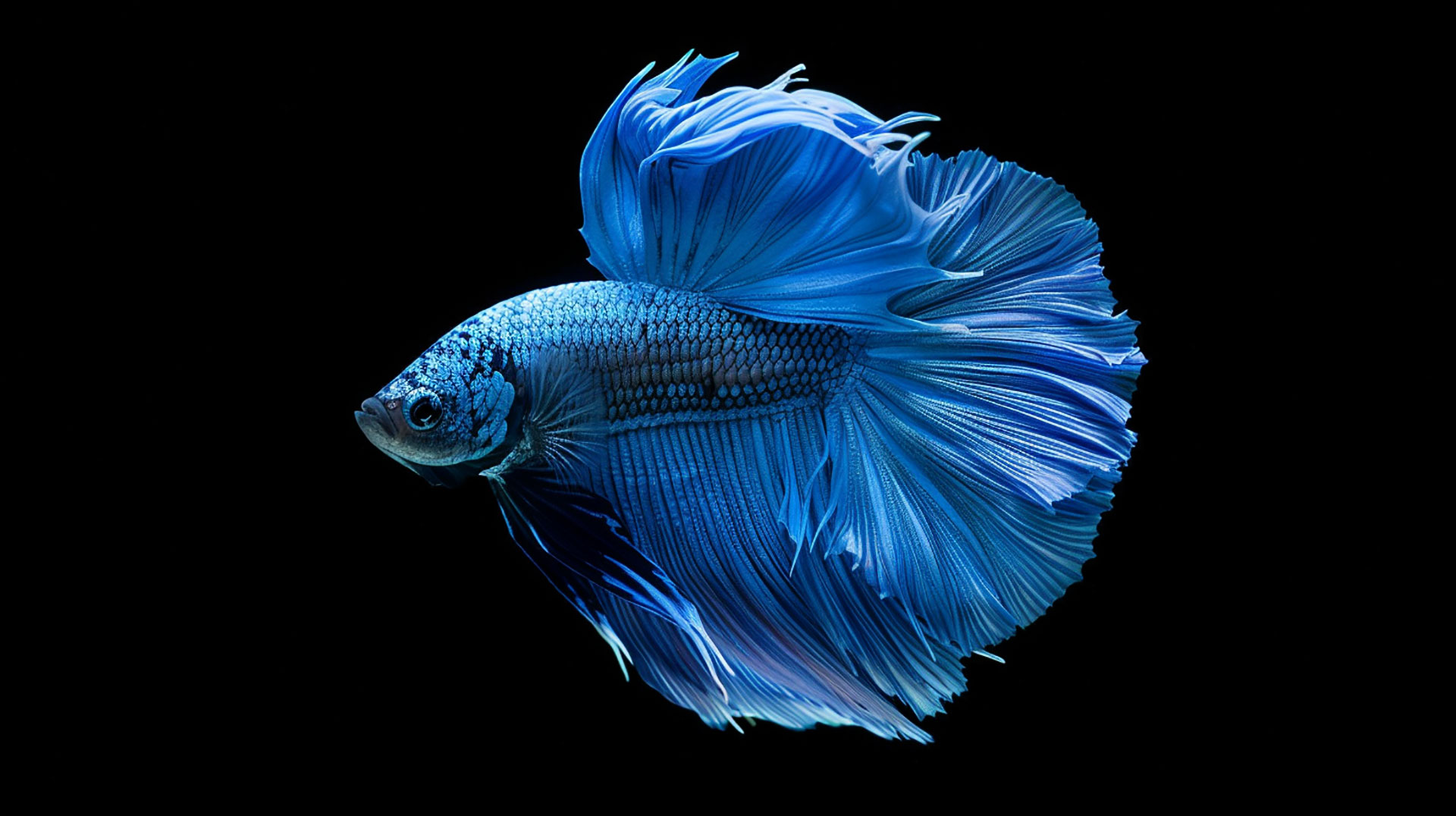 Vibrant Betta Fish AI Desktop Backgrounds