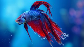 Betta Fish AI: Desktop Wallpaper Delights