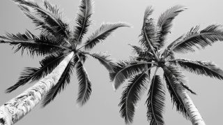 Monochrome Palm Tree AI Wallpaper for Desktop