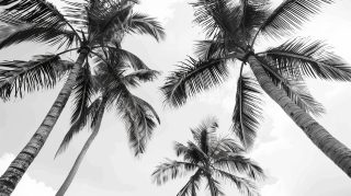 Elegant Black and White Palm Tree AI Image