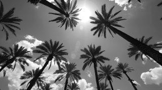 Classic Palm Tree Digital Wallpaper in Monochrome