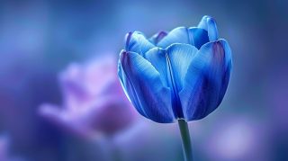 Free Download: AI Blue Tulip Desktop Wallpaper