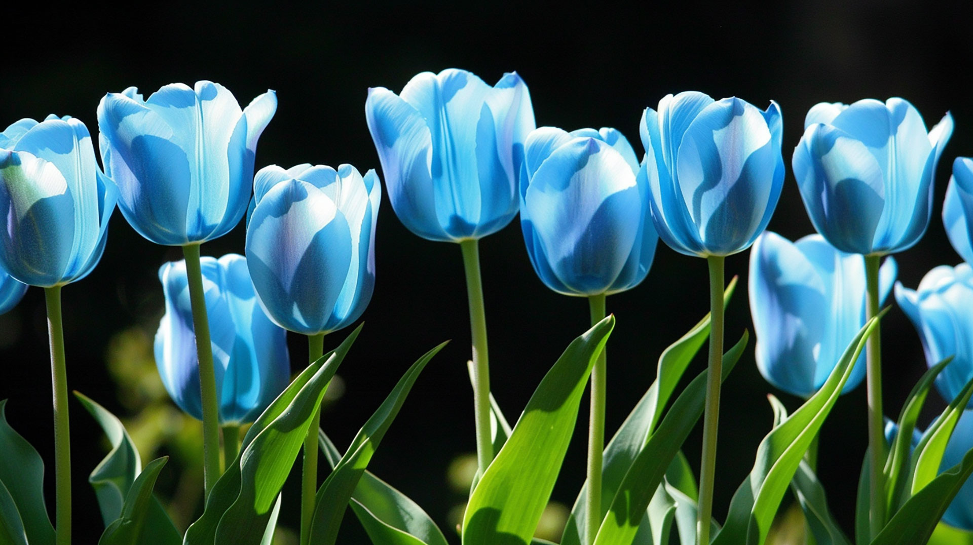 Ultra HD Blue Tulip AI Digital Background