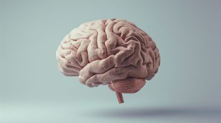Download 4K Brain Anatomy Wallpaper