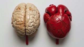 Aesthetic Brain and Heart Desktop Image