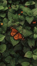 Charming Butterfly Aesthetic Wallpaper