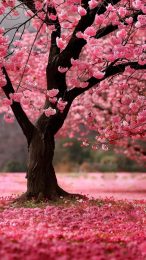 Stunning 4K Cherry Blossom Tree Mobile Wallpaper