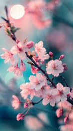 Ultra HD Cherry Blossom Tree Mobile Background