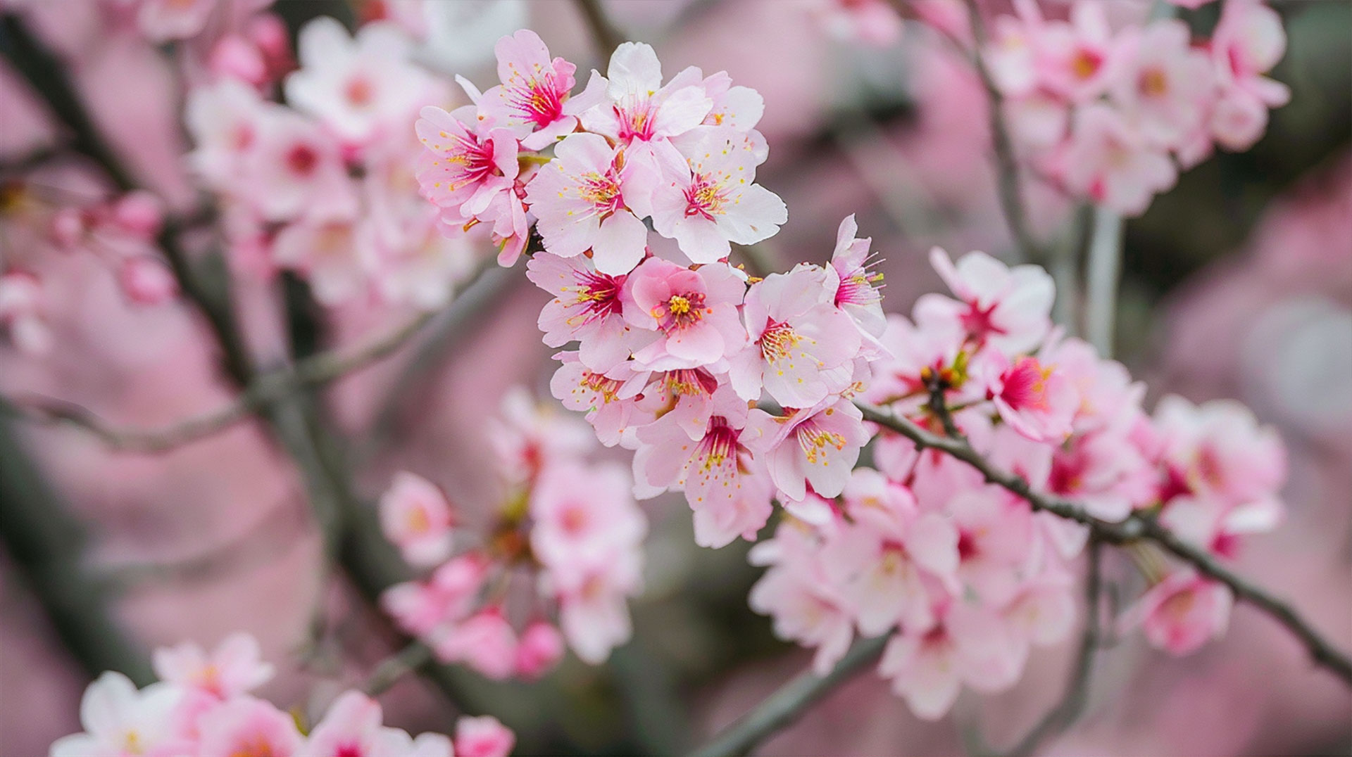 Stunning 4K Cherry Blossom Tree Wallpapers