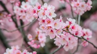 Beautiful Cherry Blossom Tree Wallpapers for Desktop