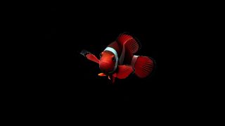 Clown Fish AI: Colorful Desktop Wallpaper