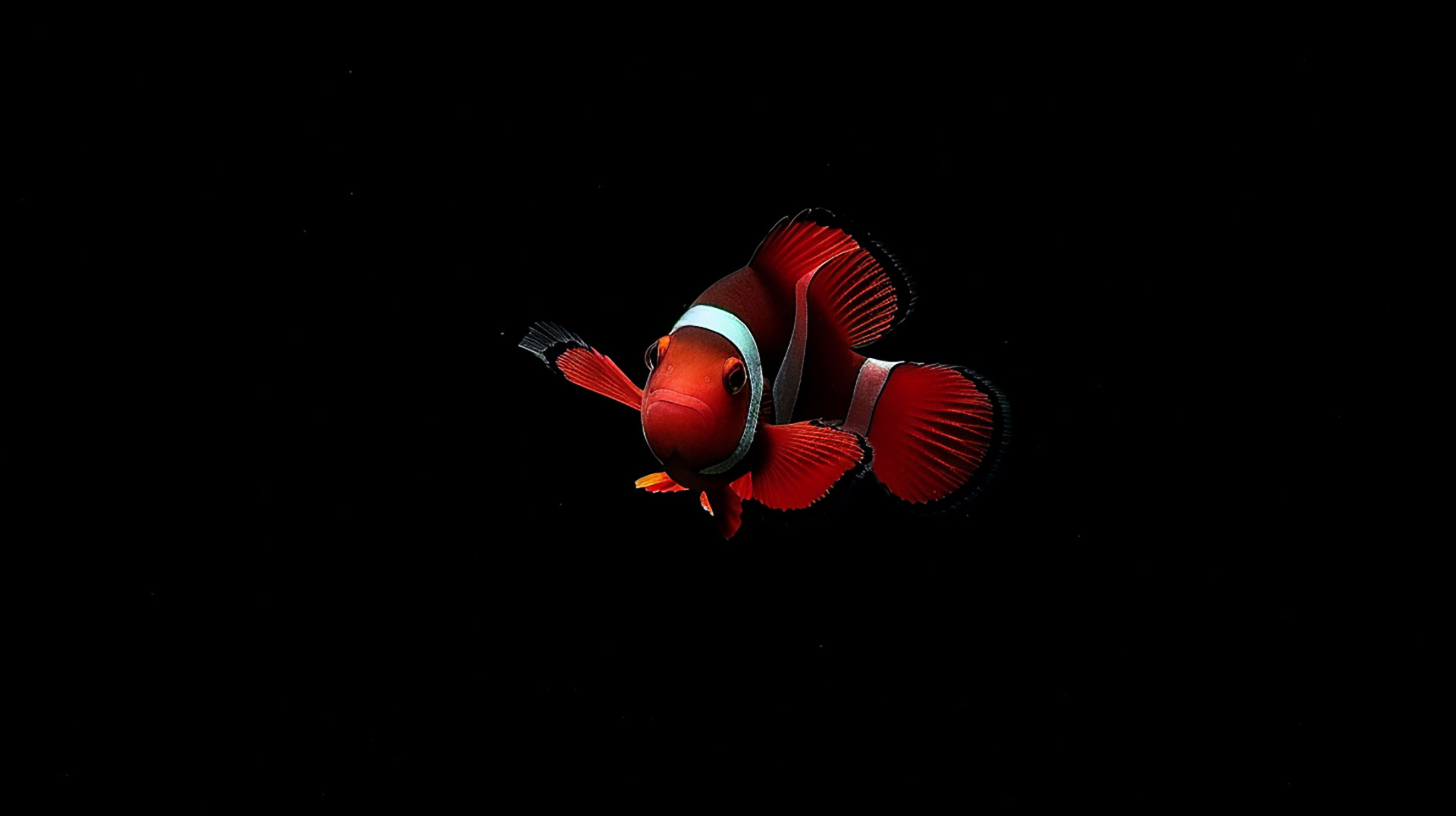 Clown Fish AI: Colorful Desktop Wallpaper