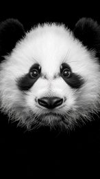 Trendy Panda AI Wallpaper for Android