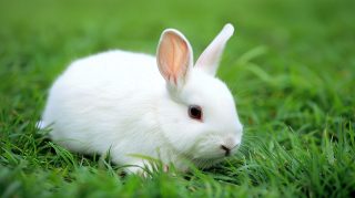 HD Cute Bunny Wallpaper: Sweet Desktop Background