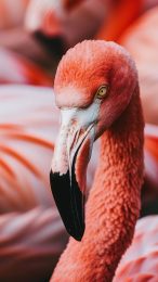 Cute Flamingo Mobile Wallpaper Delights