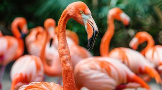 Sweet Flamingo AI: Delightful Desktop Images