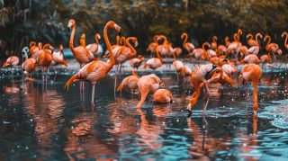 Charming Cute Flamingo AI Digital Wallpaper