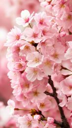 Pink Blossoms Phone Lock Screen Wallpaper