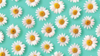 Daisy AI: Refreshing Your Desktop Aesthetic