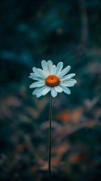 Daisy Petals: Mobile Backgrounds for All Devices