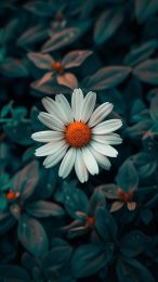 Daisy Whispers: Smartphone Wallpaper Collection